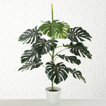 Roślina Monstera